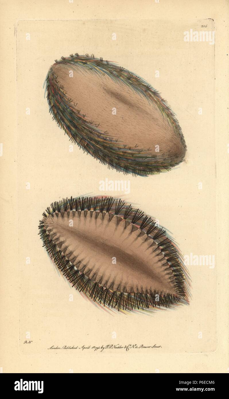 La souris de mer, Aphrodita aculeata. Illustration dessiné et gravé par Richard Nodder Sciences. Coloriée à la gravure sur cuivre de George Shaw et Frederick Nodder's 'Le Naturalist's Miscellany, Londres, 1794. La plupart des 1 064 illustrations d'animaux, oiseaux, insectes, crustacés, poissons, la vie marine et de créatures microscopiques ont été dessiné par George Shaw, Frederick Nodder et Richard Nodder, et gravée et publiée par la famille Nodder. Frederick a attiré et gravé de nombreux cuivres jusqu'à sa mort vers 1800, et son fils Richard (17741823) était responsable de l'IA a signé des plaques. Banque D'Images