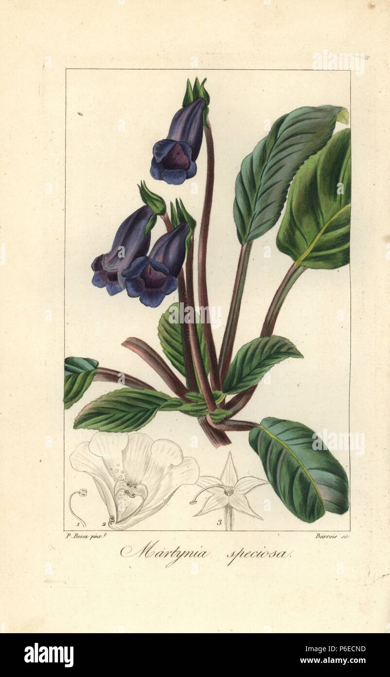 La Griffe De Chat Fleur Martynia Speciosa Originaire Du Mexique Crepi Coloriee A La Gravure Sur La Griffe De Chat Fleur Martynia Speciosa Originaire Du Mexique Crepi Coloriee A La Gravure Sur
