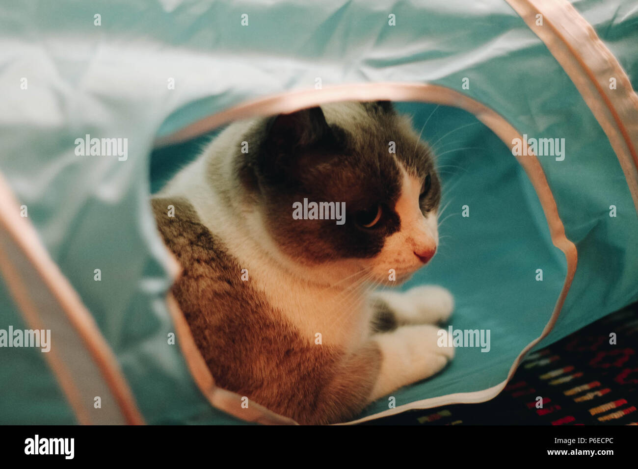 Libre d'un chat jouant avec un chat jouet (tunnel) Banque D'Images