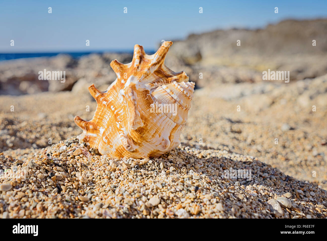 Vue rapprochée d'un grand coquillage repéré gisant sur le sable sur la plage. Concept nature minimale Banque D'Images
