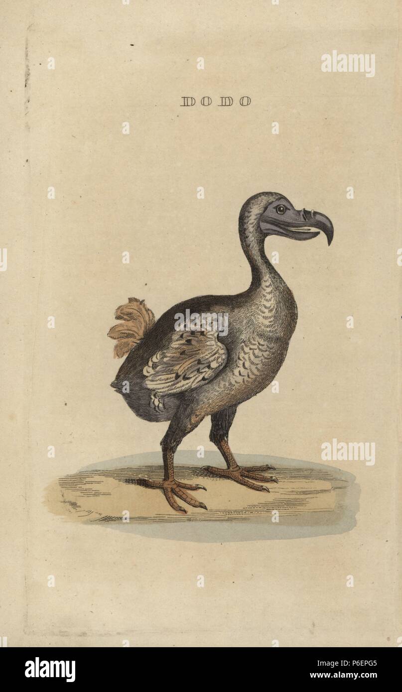 Raphus Cucullatus Dodo Oiseau Disparu Anciennement Didus