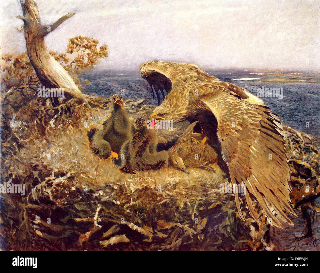 . Sea Eagle's Nest 1907 8 Bruno Liljefors - Sea Eagles Nest Banque D'Images