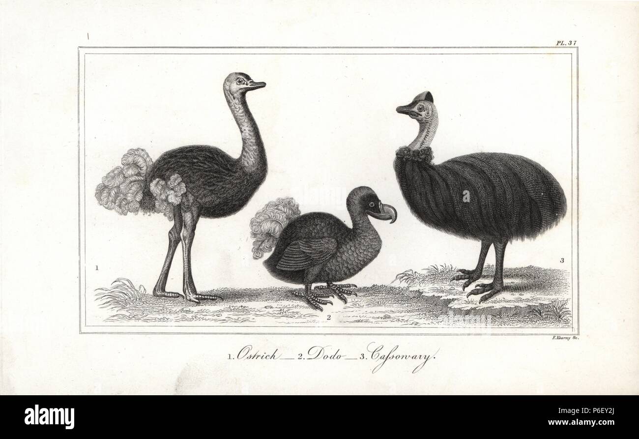 Dodo, Raptus cucullatus (éteint), l'autruche, Struthio camelus, casoar et Casuarius casuarius, (vulnérable). Gravure sur acier par F. Kearney de Oliver Goldsmith's 'histoire de la Terre et de la Nature, animée' Fullerton, Édimbourg, 1835. Banque D'Images