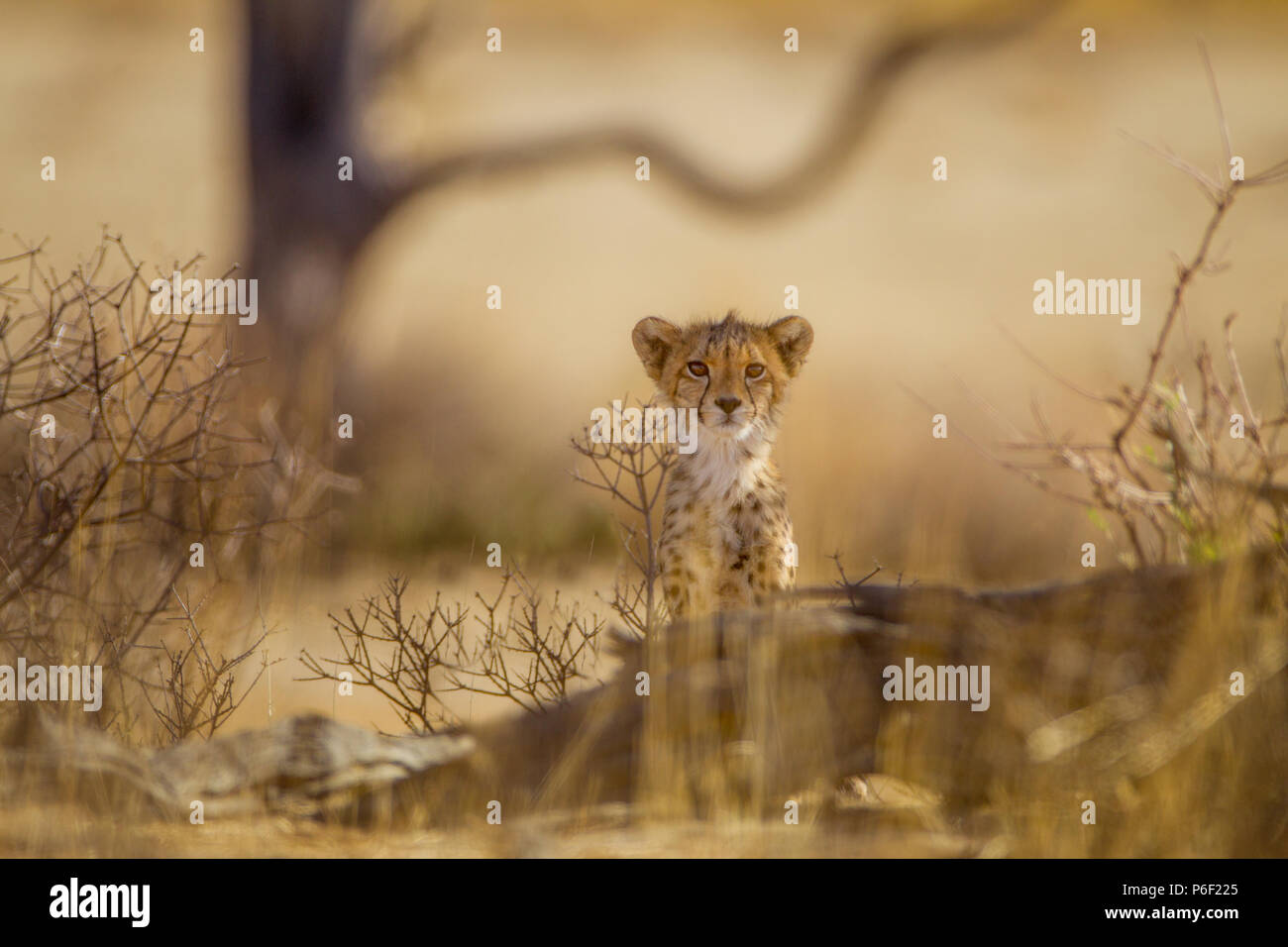 Cheetah Cub Banque D'Images