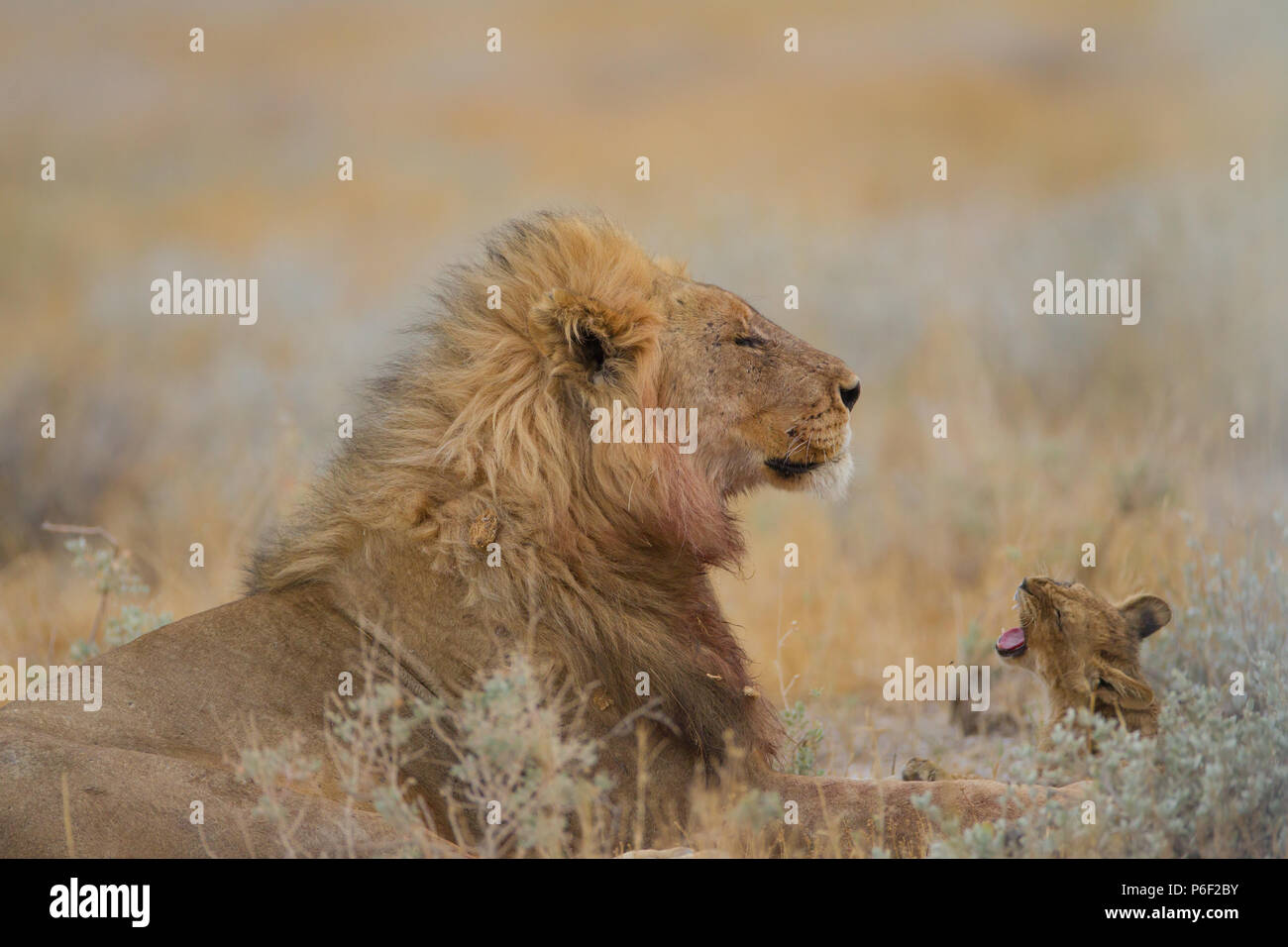 Lion mâle avec sa progéniture à wilderness Banque D'Images