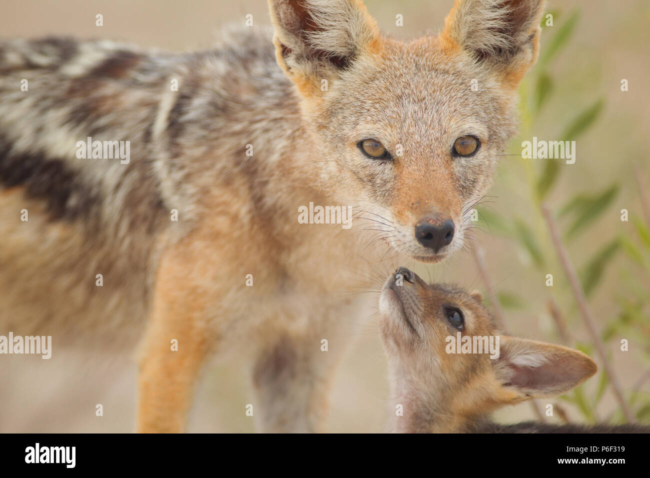 Chacal Noir Soutenu Cub Avec Maman Photo Stock Alamy Chacal Noir Soutenu Cub Avec Maman Photo Stock Alamy