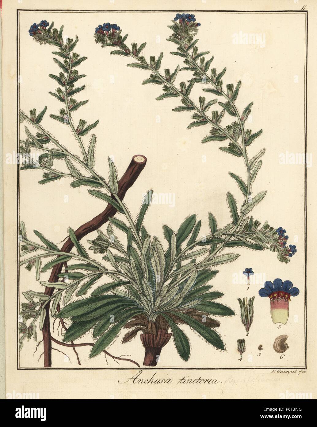 Orcanette des teinturiers ou Alkanna tinctoria, Vipérine commune. La gravure sur cuivre coloriée par F. Guimpel de Dr. Friedrich Gottlob Hayne's Botanique Médicale, Berlin, 1822. Hayne (1763-1832) était un botaniste allemand, apothicaire et professeur de botanique pharmaceutique à l'Université de Berlin. Banque D'Images