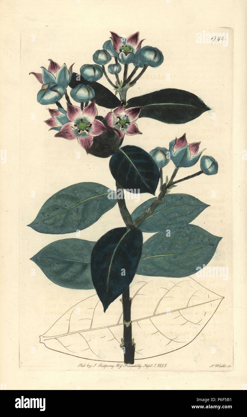 Arbre d'asclépiade ou pomme de Sodome, Calotropis procera. La gravure sur cuivre coloriée par S. Watts de Sydenham Edwards' 'Le Jardin botanique s'enregistrer, Londres, Ridgway, 1835. Banque D'Images