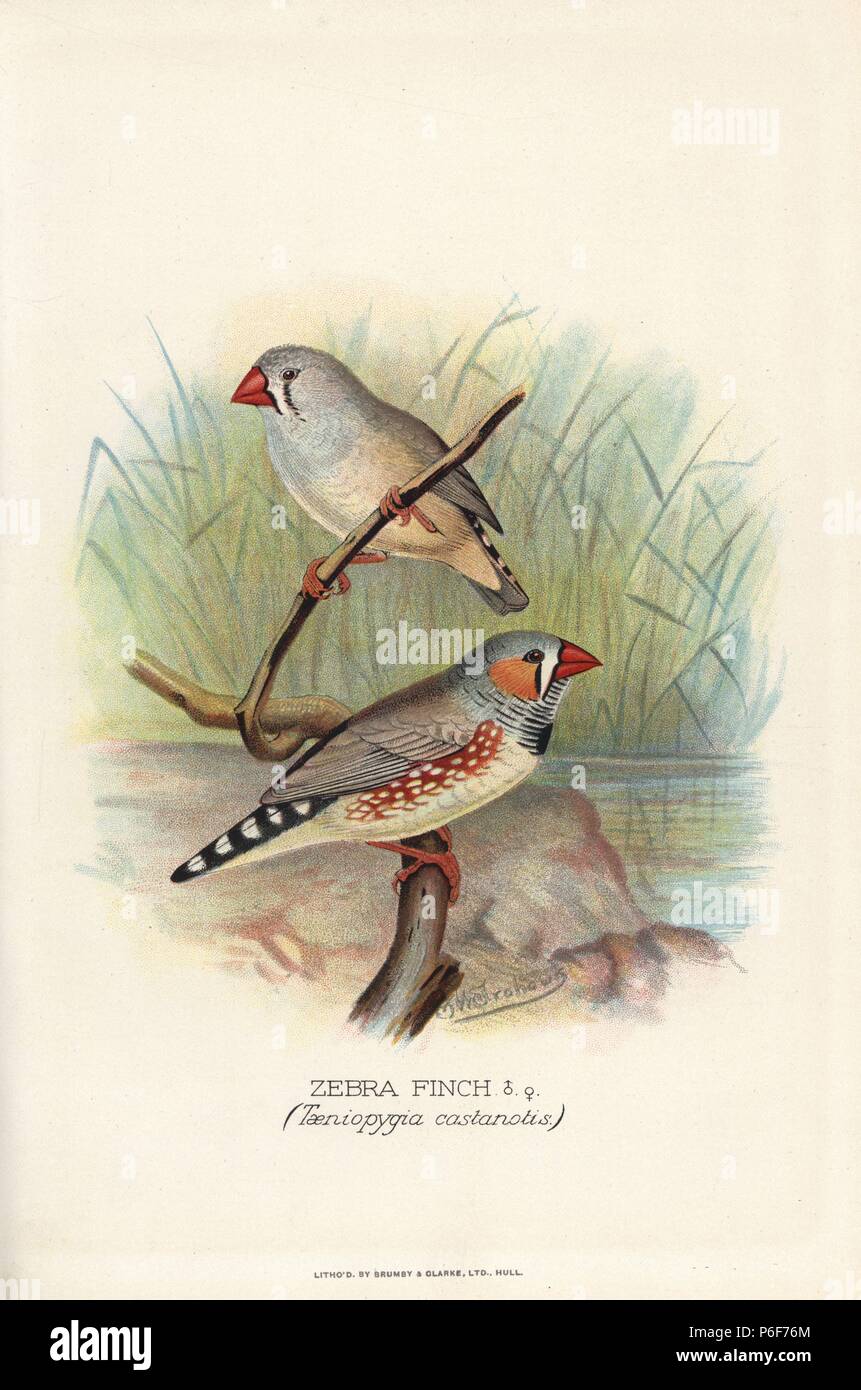 Zebra Finch, Taeniopygia guttata. (T. castanotis) Chromolithographie par Brumby et Clarke d'après une peinture de Frederick William Frohawk de Arthur Gardiner Butler's 'Les pinsons en captivité à l'étranger, Londres, 1899. Banque D'Images