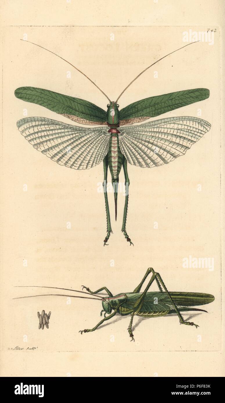 Grande Charte verte, Tettigonia viridissima cricket bush, les ailes étendues. Illustration dessiné et gravé par Richard Nodder Sciences. Coloriée à la gravure sur cuivre de George Shaw et Frederick Nodder's 'Le Naturalist's Miscellany, Londres, 1805. Banque D'Images