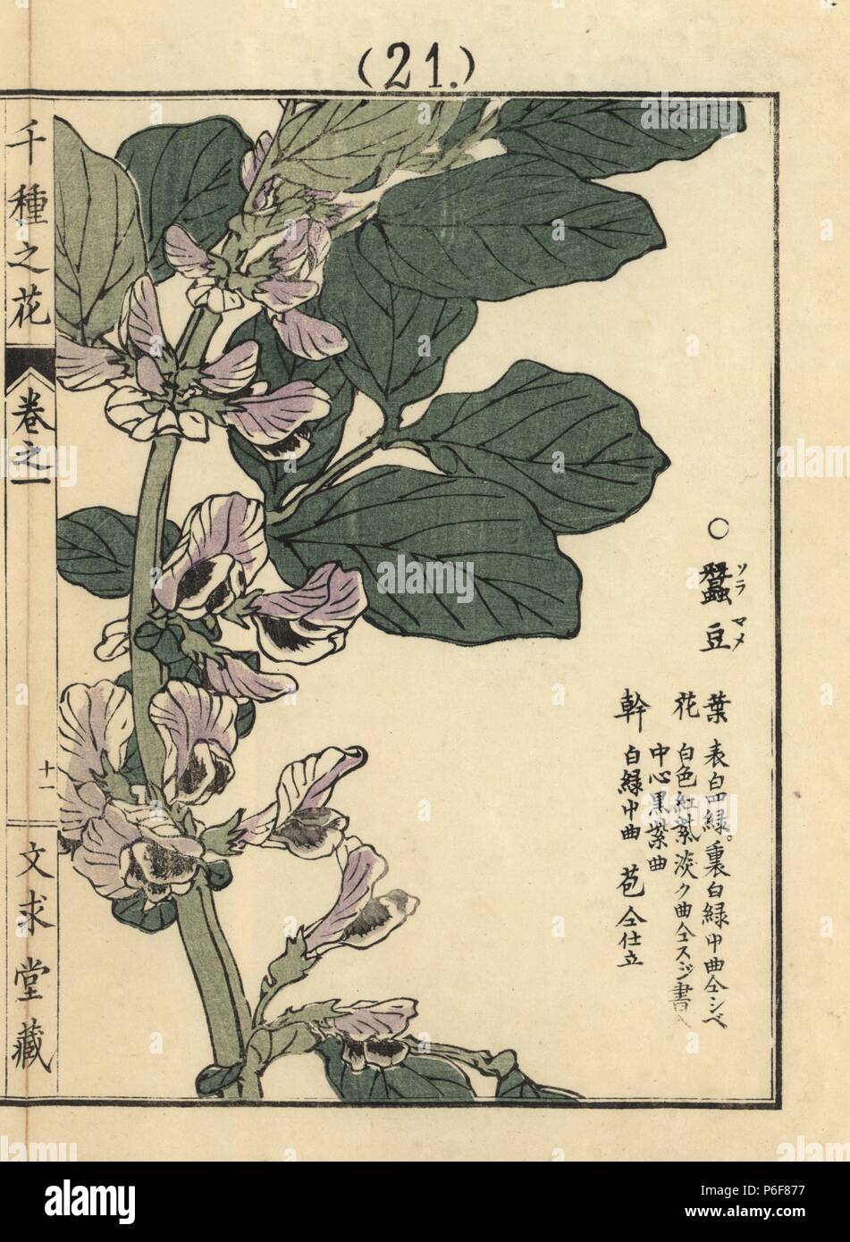 Sora mame ou la fève, Vicia faba. Gravure sur bois coloriée par Kono Bairei Senshu de no Hana (mille variétés de fleurs), Bunkyudo, Kyoto, 1900. Banque D'Images