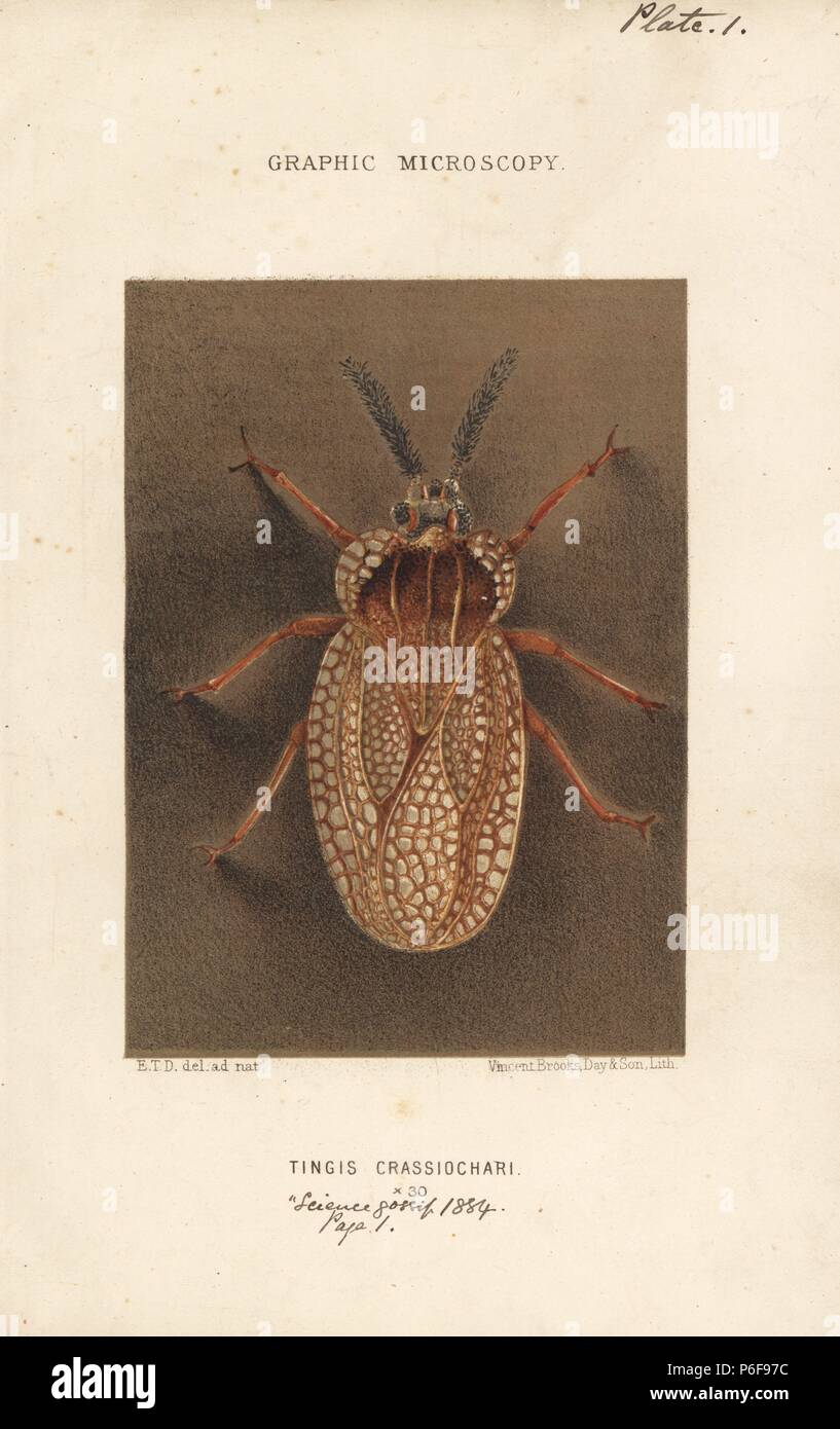 Petit bug, Tingis crassiochari. Amplifié x30. Chromolithographie après une illustration par E.T.D., lithographiée par Vincent Brooks, de 'plaques' Microscopie graphique pour illustrer 'Hardwicke's Gossip Science, Londres, 1865-1885. Banque D'Images