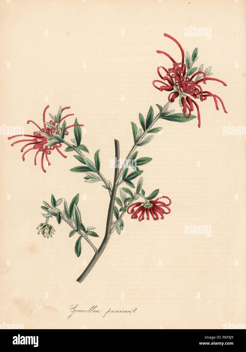 Araignée rouge écarlate ou de fleurs, de Grevillea grevillea punicea. Zincograph coloriée par C. Chabot dessiné par Mlle M. A. Burnett de sa 'Plantae Utiliores : ou des illustrations de plantes utiles,' Whittaker, Londres, 1842. Mme Burnett a appelé l'illustrations botaniques, mais le texte était principalement par son défunt frère, botaniste britannique, Gilbert Thomas Burnett (1800-1835). Banque D'Images