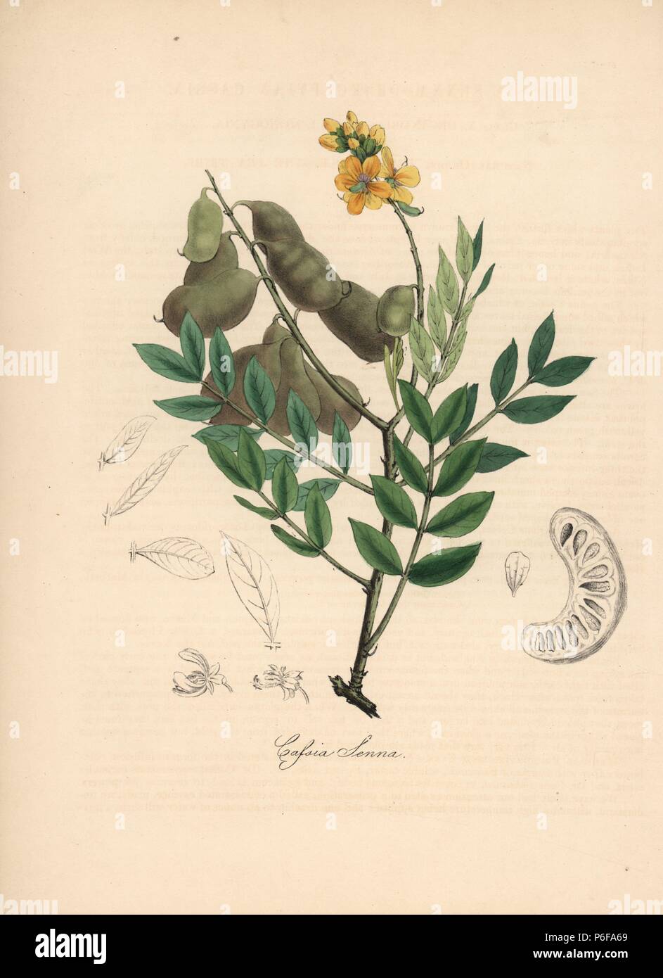 Senna, Senna alexandrina (Cassia senna). Zincograph coloriée par C. Chabot dessiné par Mlle M. A. Burnett de sa 'Plantae Utiliores : ou des illustrations de plantes utiles,' Whittaker, Londres, 1842. Mme Burnett a appelé l'illustrations botaniques, mais le texte était principalement par son défunt frère, botaniste britannique, Gilbert Thomas Burnett (1800-1835). Banque D'Images