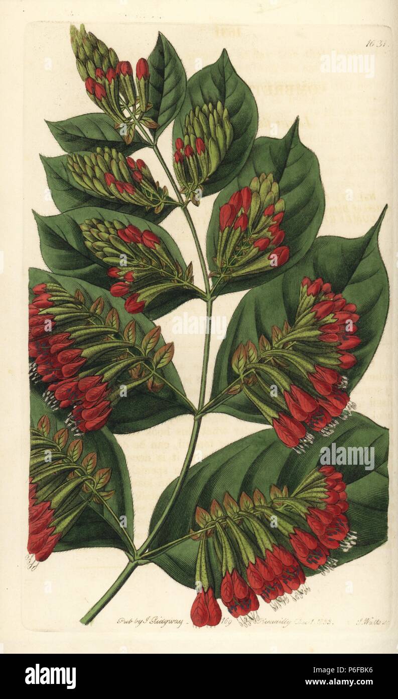 Grande fleur bushwillow, Combretum grandiflorum. La gravure sur cuivre coloriée par S. Watts de Sydenham Edwards' 'Le Jardin botanique s'enregistrer, Londres, Ridgway, 1833. Banque D'Images