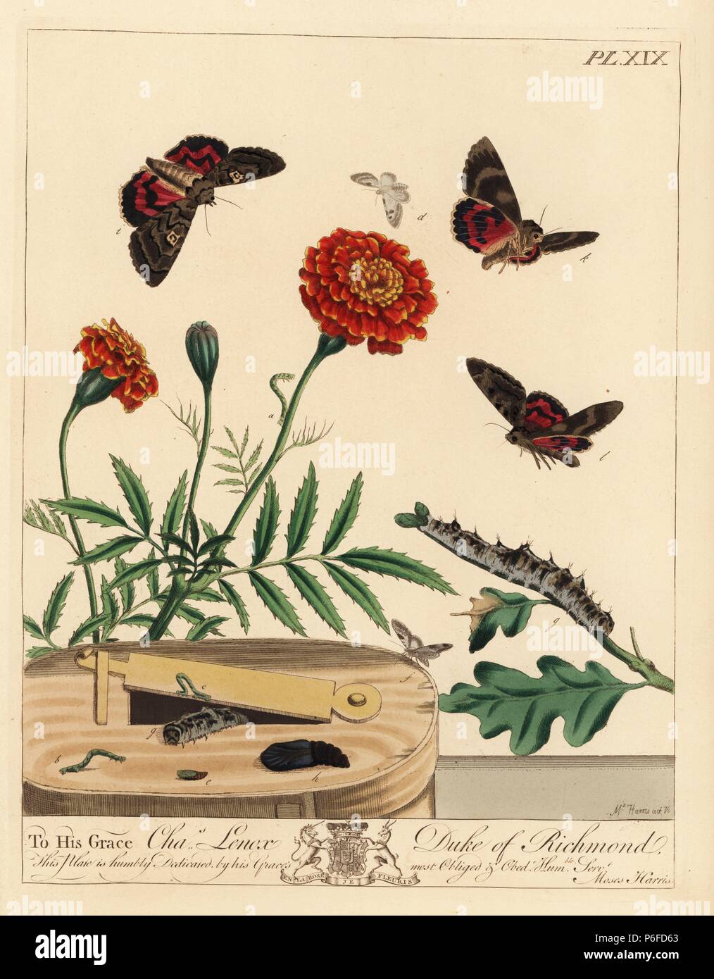 Lime-speck, pug, centaureata Eupithecia sur un oeillet d'Inde, Tagetes patula, et d'ailes amarantes, Catocala promissa, sur une branche de chêne, Quercus robur. Lithographie coloriée après une illustration par Moses Harris de 'l'Aurelian ; une histoire naturelle des papillons et les papillons, anglais' nouvelle édition édité par J. O. Westwood, publié par Henry Bohn, Londres, 1840. Banque D'Images