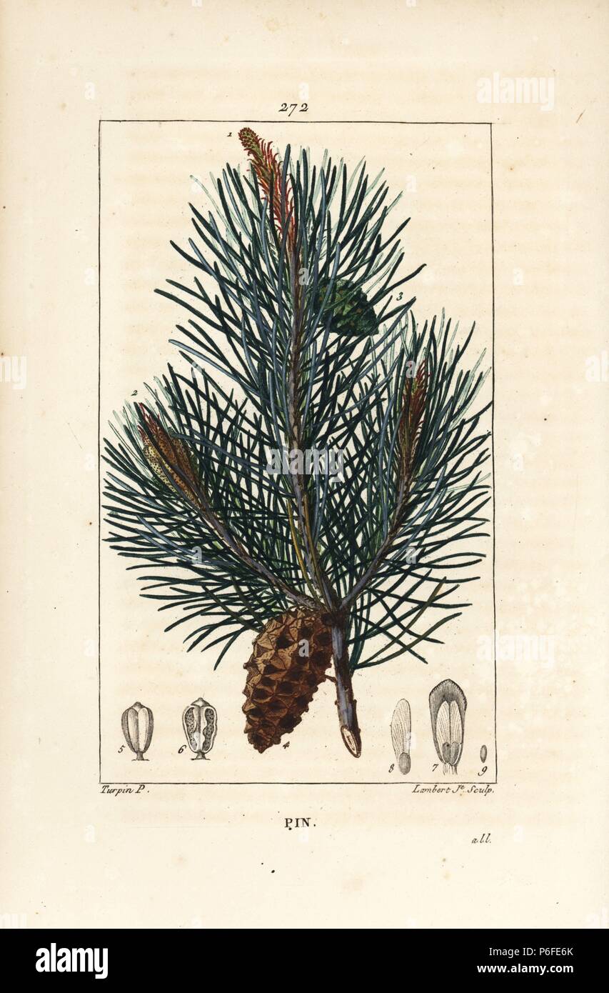 Pin Sauvage Ou Le Pin Sylvestre Pinus Sylvestris Avec Des Succursales Aiguille Et Cone De Pin Crepi Coloriee A La Gravure Sur Cuivre Par Junior Lambert D Apres Un Dessin De Pierre Jean