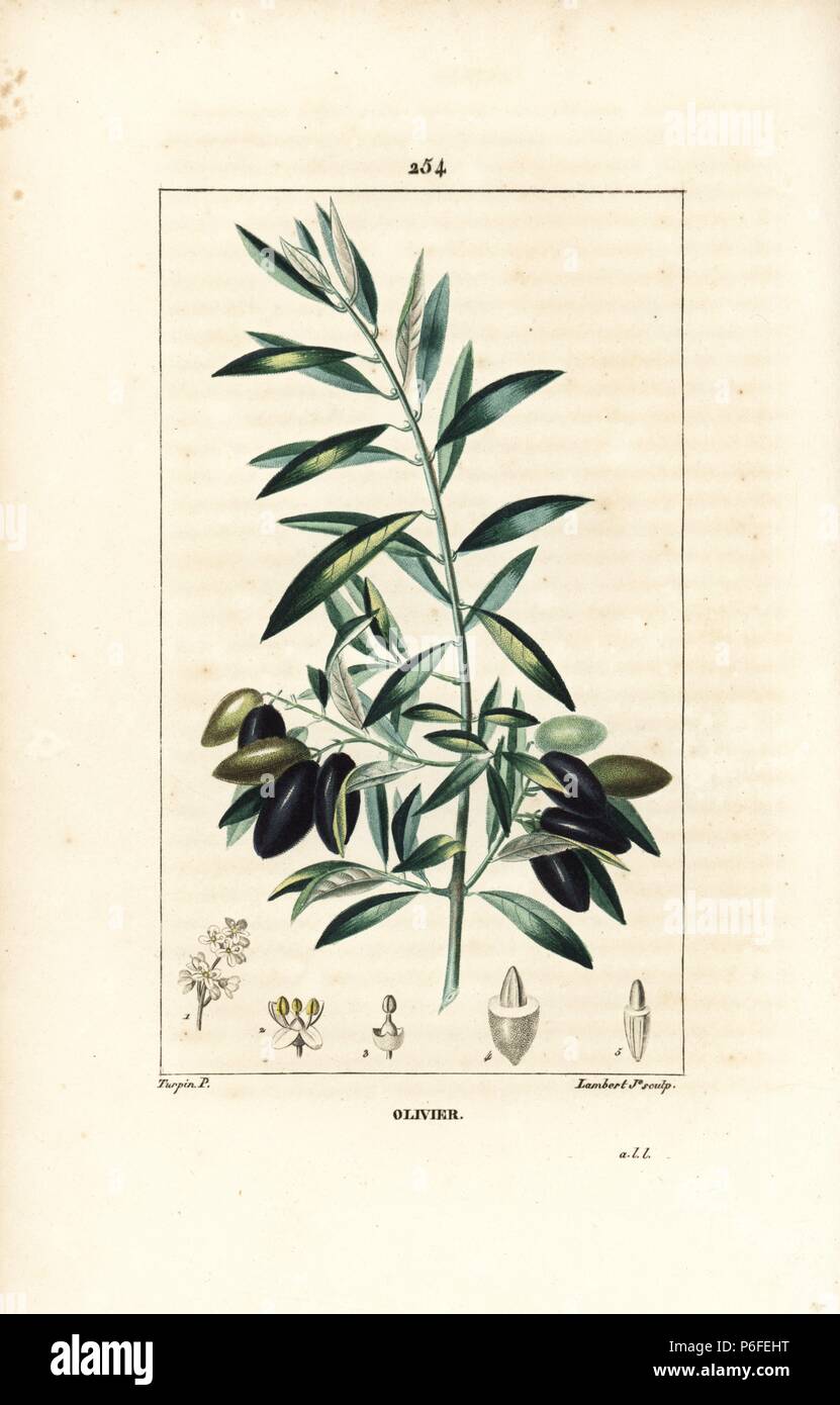 Olivier, Olea europaea, avec la direction générale, des feuilles, des fruits et des semences. Crépi coloriée à la gravure sur cuivre par Junior Lambert d'après un dessin de Pierre Jean François Turpin de Chaumeton, Poiret et Chamberet's 'La Flore medicale,' Paris, Panckoucke, 1830. Turpin (17751840) a été l'un des trois géants de l'art botanique français de l'époque aux côtés de Pierre Joseph Redoute et Pancrace Bessa. Banque D'Images