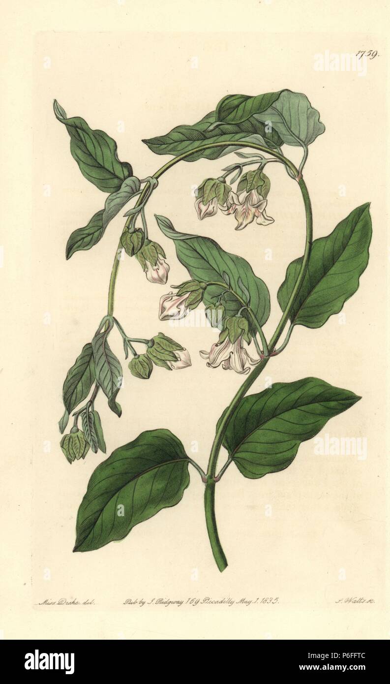 Bladderbloom ou blanc fleur de la vessie, Araujia sericifera (Physianthus albens). La gravure sur cuivre coloriée par S. Watts après une illustration par Miss Drake de Sydenham Edwards' 'Le Jardin botanique s'enregistrer, Londres, Ridgway, 1835. Sarah Anne Drake (1803-1857) a attiré plus de 1 300 plaques pour le botaniste John Lindley, y compris beaucoup d'orchidées. Banque D'Images