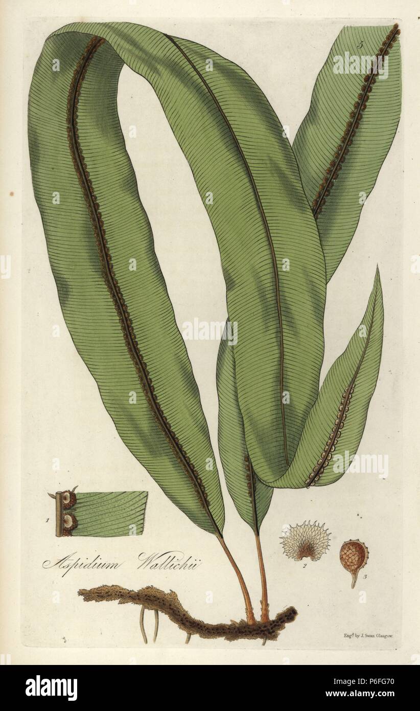 Fougère d'oléandre, Oleandra wallichii (Catenulated Bouclier-de-Vénus, Aspidium wallichii). La feuille, la graine et la racine. Coloriée à la gravure sur cuivre par J. Swan après une illustration botanique par William Jackson Hooker à partir de son propre 'exotiques' Flore, Blackwood, Édimbourg, 1823. Hooker (1785-1865) était un botaniste anglais spécialisé dans les orchidées et les fougères, et a été directeur des Jardins botaniques royaux de Kew à partir de 1841. Banque D'Images