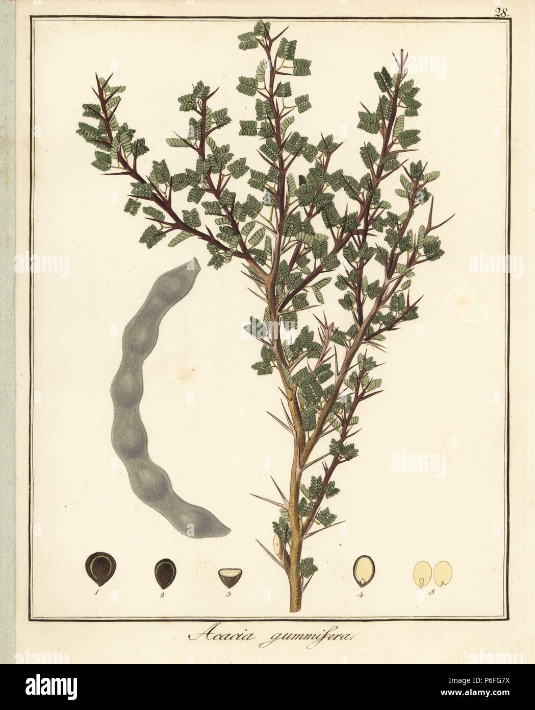 Gum Tree marocain, Acacia gummifera. La gravure sur cuivre coloriée par F. Guimpel de Dr. Friedrich Gottlob Hayne's Botanique Médicale, Berlin, 1822. Hayne (1763-1832) était un botaniste allemand, apothicaire et professeur de botanique pharmaceutique à l'Université de Berlin. Banque D'Images