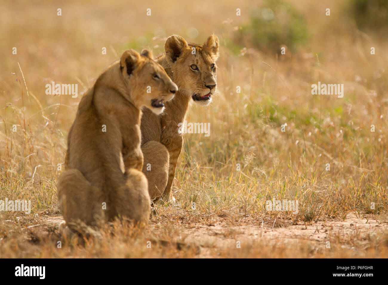 Lionceaux Banque D'Images