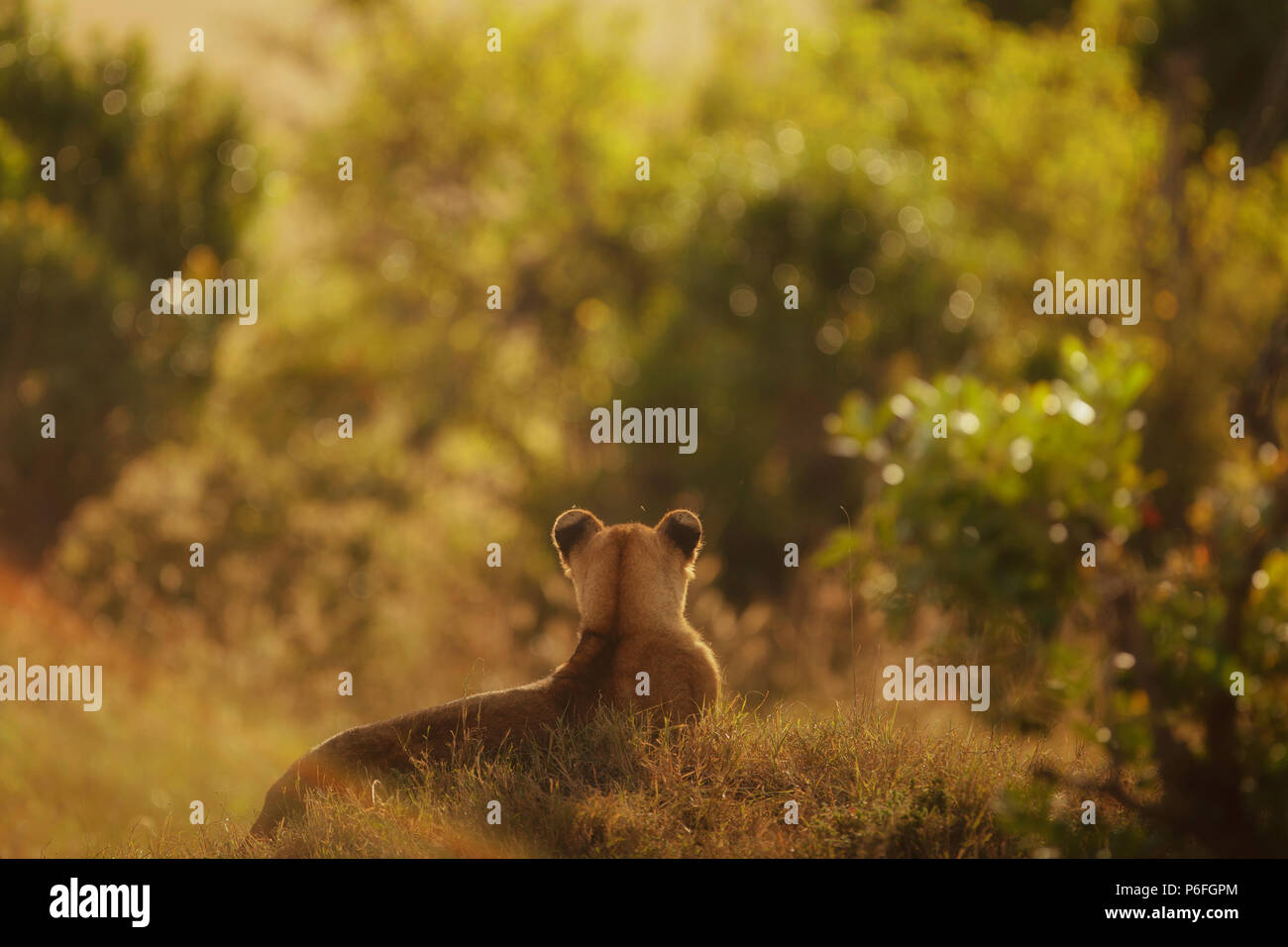 Lion cub à wilderness Banque D'Images