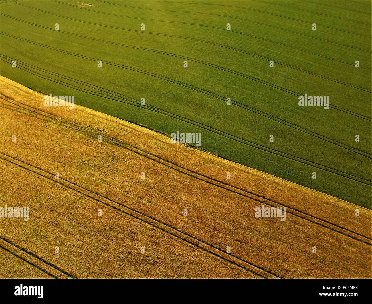 Photographie aérienne d'un champ de blé en vert et or avec des couleurs tendances parallèles longs Banque D'Images