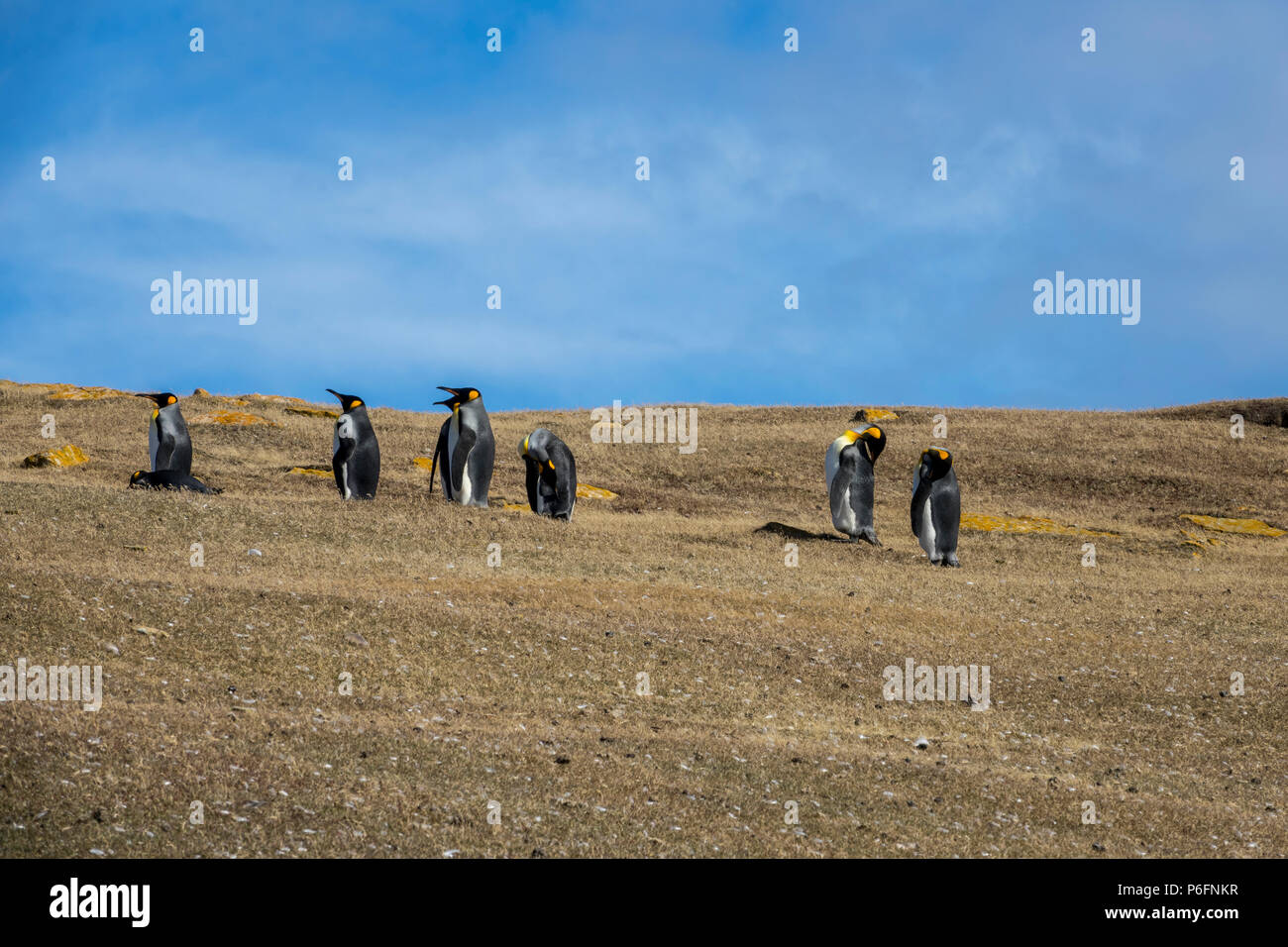 Le manchot royal dans le champ, Saunders Island, Îles Falkland Banque D'Images