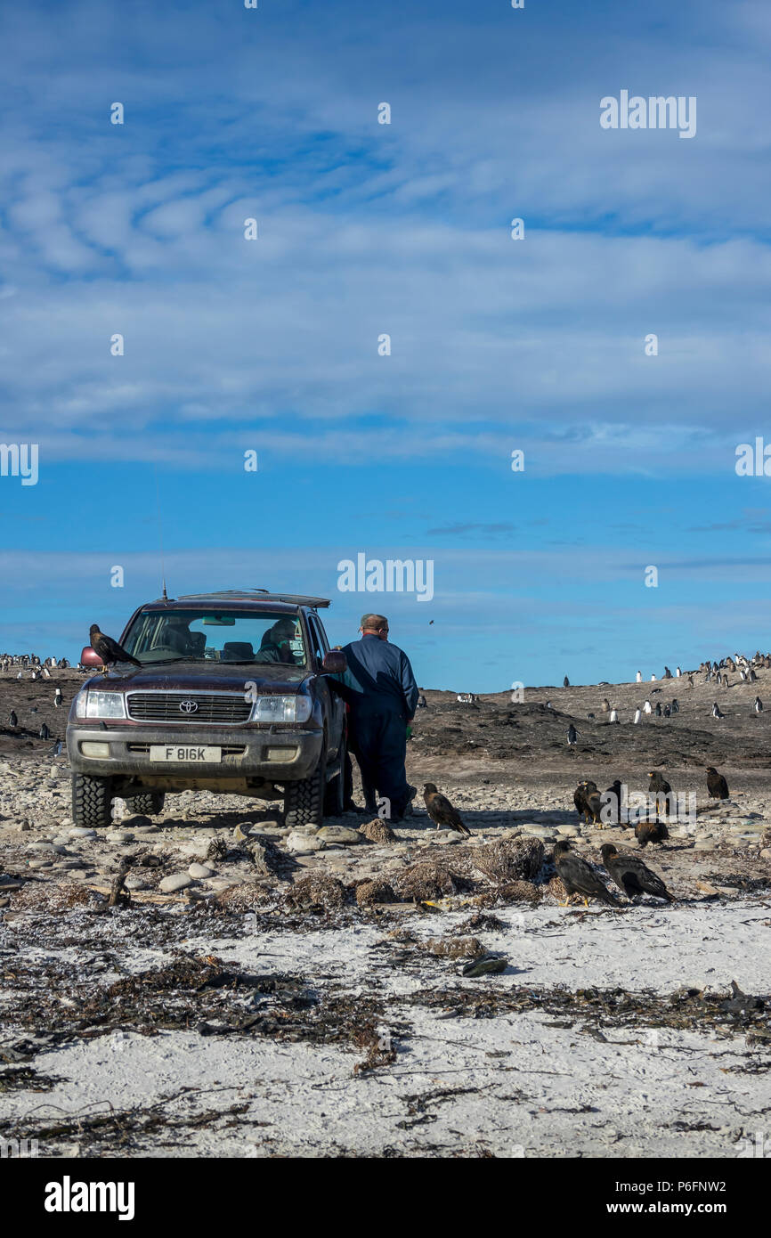 Les propriétaires fonciers locaux avec des caracaras striés à Saunders Island, Îles Falkland Banque D'Images