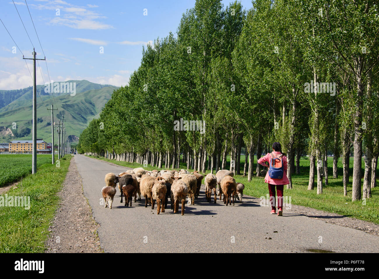 Berger Kazakh, Narat, Xinjiang, Chine Banque D'Images