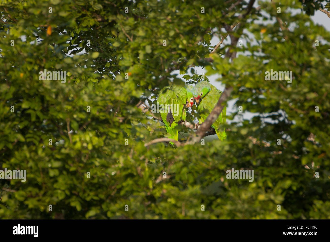 Une paire de perroquets rouges, Amazona autumnalis, dans la forêt tropicale du parc national de Soberania, République du Panama, Amérique centrale. Banque D'Images