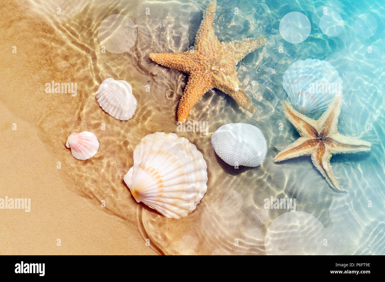 Les Etoiles De Mer Et Coquillage Sur La Plage D Ete Dans L Eau De Mer Arriere Plan De L Ete L Heure D Ete Photo Stock Alamy