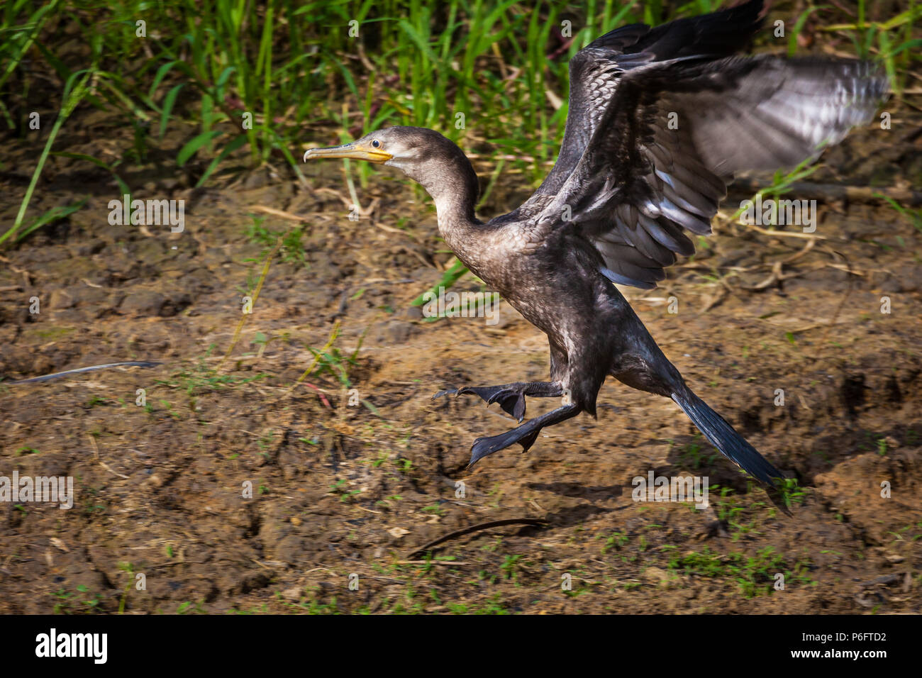 Grand Cormoran immatures, Phalacrocorax brasilianus, Atterrissage à côté de Rio Pequeni, République du Panama. Banque D'Images