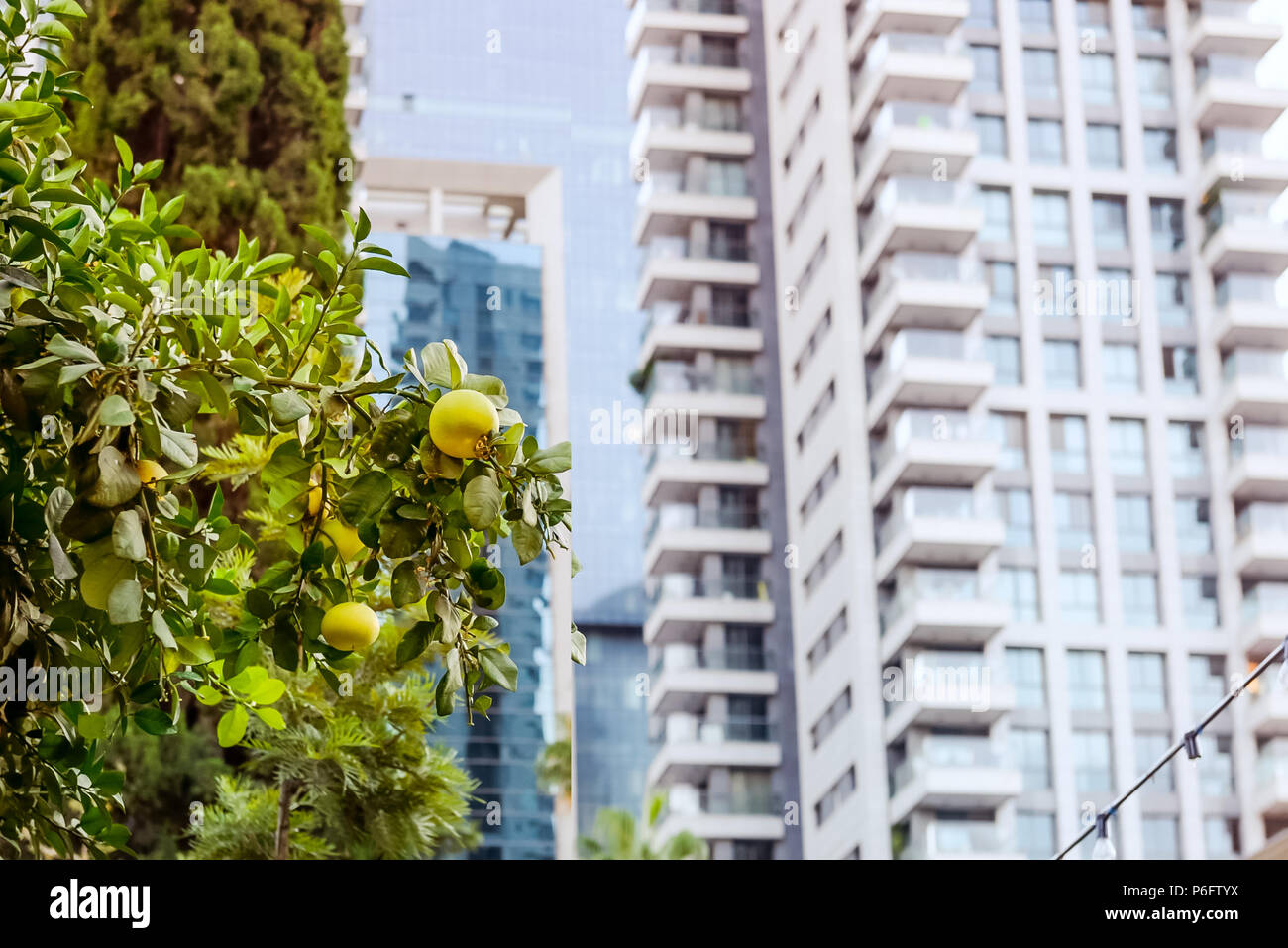 L'harmonie de la nature et du paysage urbain moderne. Arbre généalogique de pamplemousse avant de verre moderne les immeubles à appartements dans un quartier résidentiel verdoyant de la ville. Selective focus, copiez l'espace. Banque D'Images