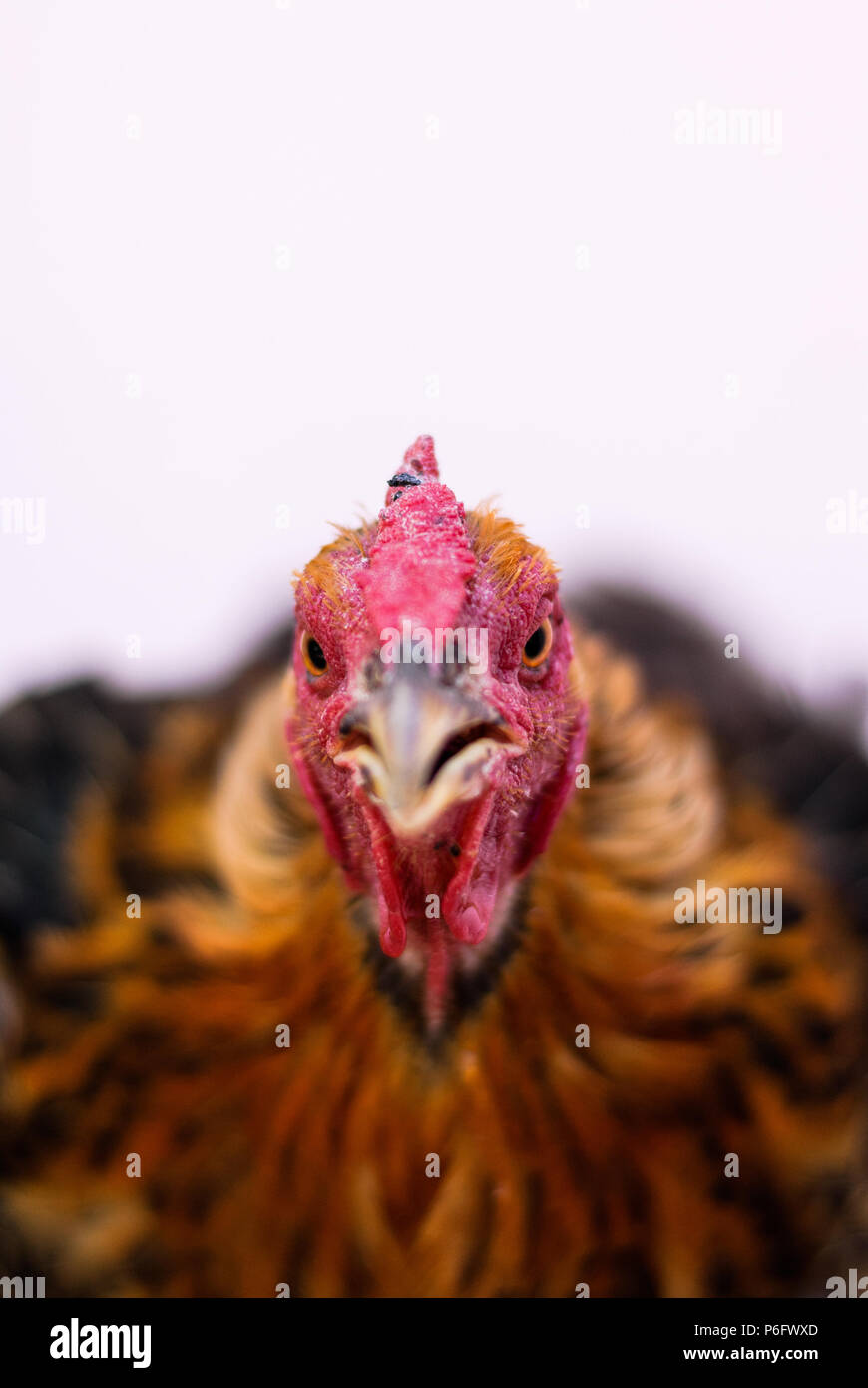 Portrait d'un poulet aux plumes brunes close-up Banque D'Images