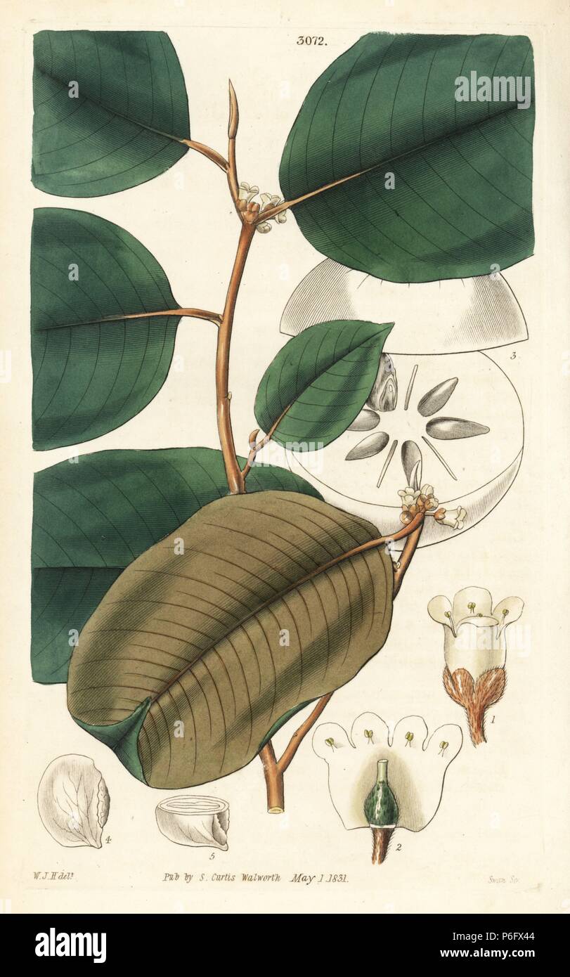 Étoiles à larges feuilles, Chrysophyllum cainito apple. La gravure sur cuivre coloriée par Swan après une illustration par William Jackson Hooker de Samuel Curtis's Botanical Magazine ', Londres, 1831. Banque D'Images