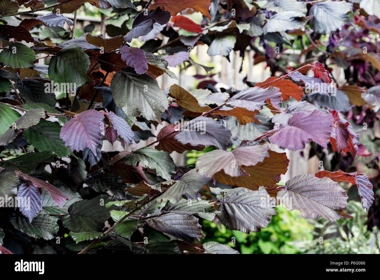 Corylus maxima purpurea, Bétulacées. Feuilles pourpre Hazel. Banque D'Images