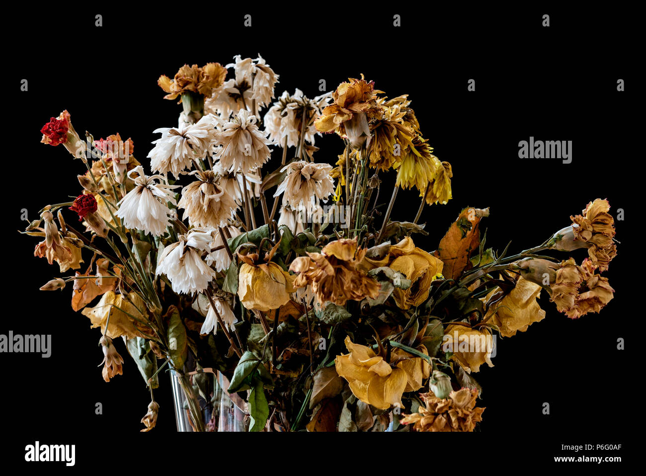 Vase de fleurs mortes et en décomposition. Représentant le sentiment de solitude, la tristesse, la dépression et la perte de la vie. Banque D'Images