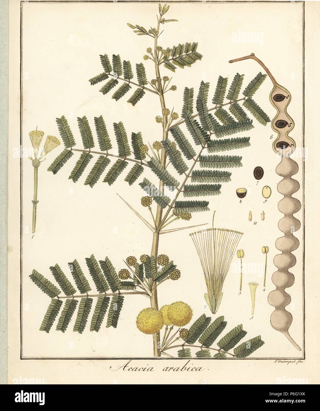 La gomme arabique ou thorn mimosa, Acacia nilotica. La gravure sur cuivre  coloriée par F. Guimpel de Dr. Friedrich Gottlob Hayne's Botanique  Médicale, Berlin, 1822. Hayne (1763-1832) était un botaniste allemand,  apothicaire
