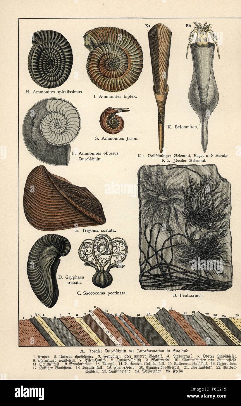 Disparu les crinoïdes Pentacrinites, Saccocoma pectinata, huître mousse Gryphaea arcuata, clam Trigonia costata, Ammonites Ammonites obtusus, Jason, Ammonites Ammonites biplex, spiralissimus, et céphalopodes (calmars) Belemnoid. Chromolithographie de Dr. Fr. Rolle's "La géologie et la Paléontologie de Gotthilf Heinrich von Schubert's Naturgeschichte', 'Schreiber, Munich, 1886. Banque D'Images