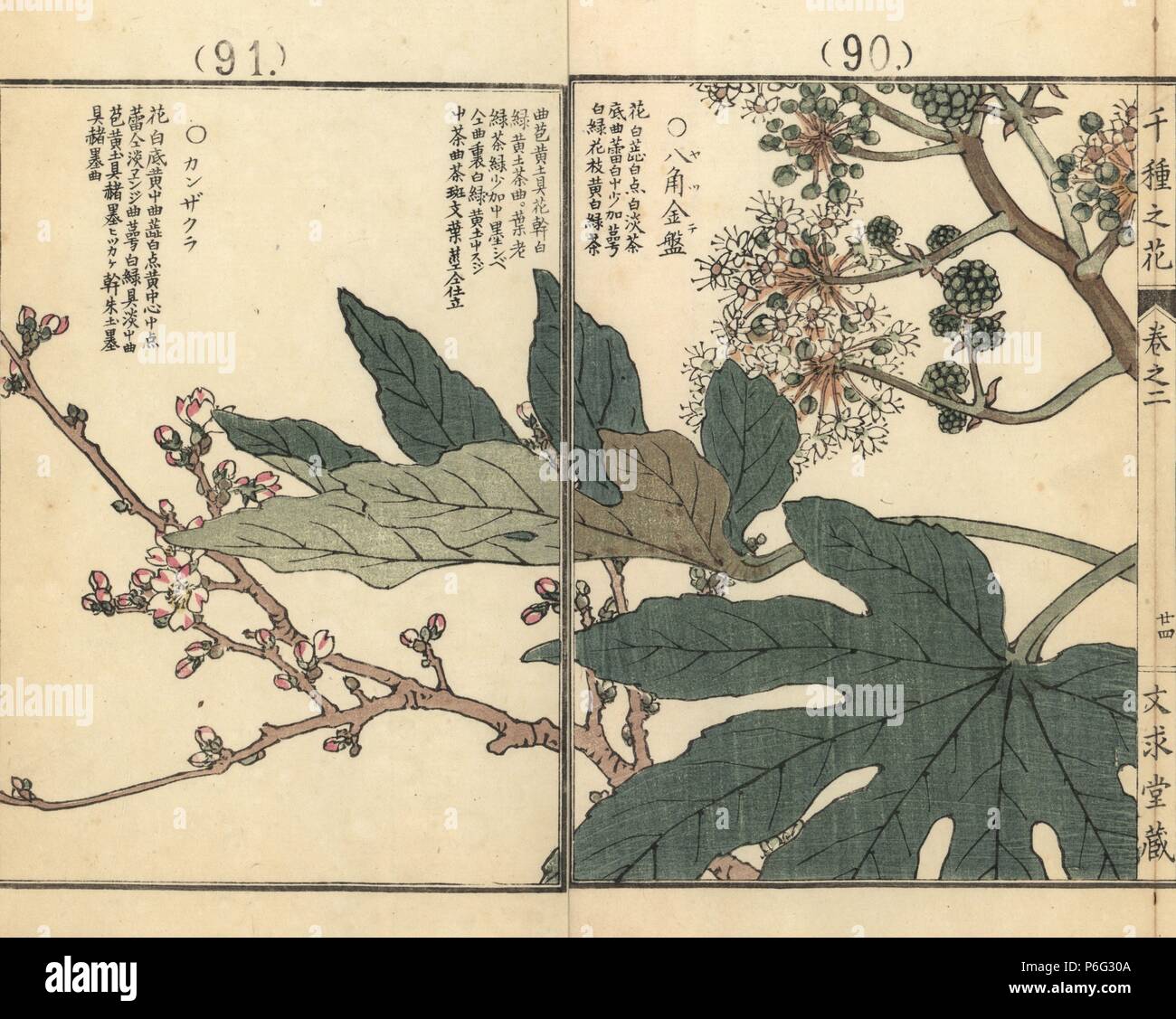 Yatsude ou japonais, le ricin, Fatsia japonica, et fleur de cerisier, Prunus kanzakura kanzakura. Gravure sur bois coloriée par Kono Bairei Senshu de no Hana (mille variétés de fleurs), Bunkyudo, Kyoto, 1900. Banque D'Images