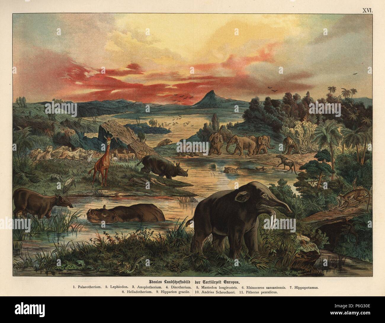 Periode De L Ere Tertiaire 6 Lettres Hipparion Banque de photographies et d'images à haute résolution - Alamy