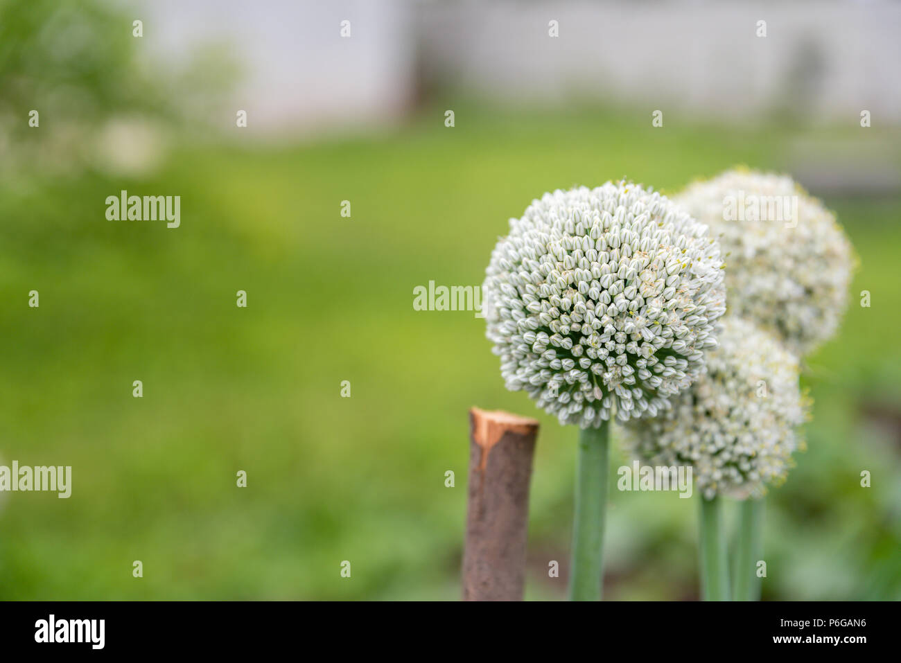 Graines d'oignons sont en fleurs, la culture à son propre domaine, de vivaces. Des histoires sur la vie au village de l'Ukraine Banque D'Images