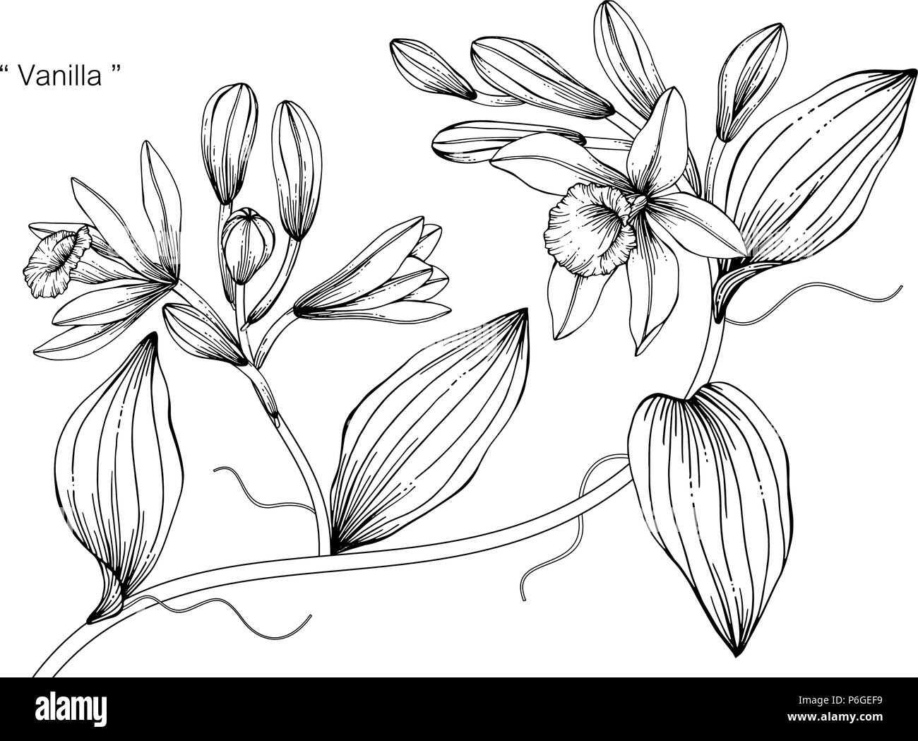 Illustration Dessin Fleur De Vanille Noir Et Blanc Avec