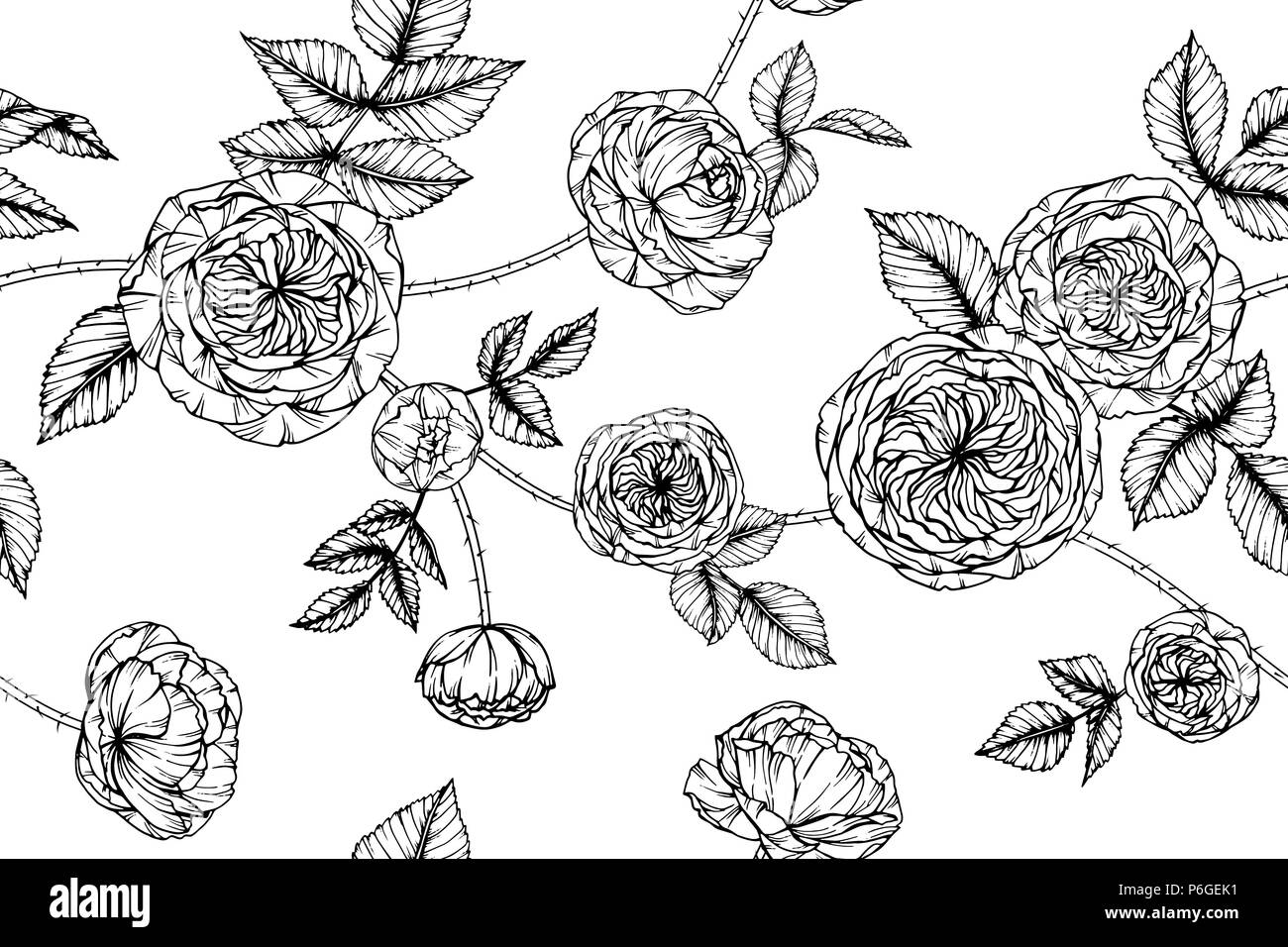 Fleur Rose transparente motif de fond. Noir et blanc avec dessin illustration art de la ligne. Illustration de Vecteur