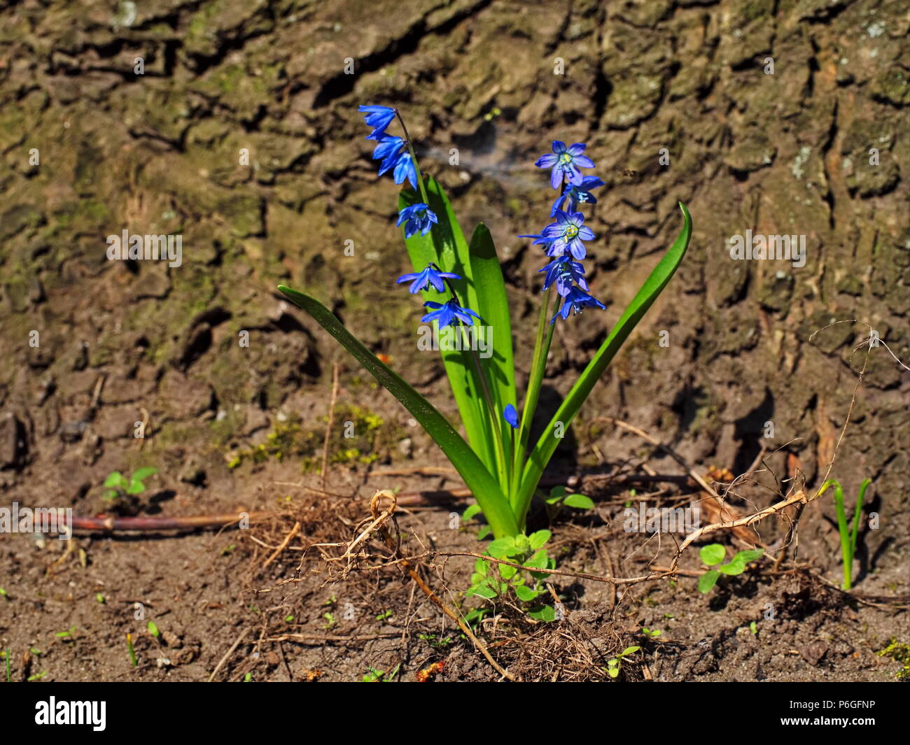 Petite fleur bleue grandi avant de grand arbre Banque D'Images
