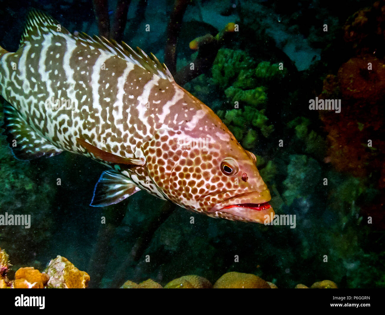 Mérou marron,Mycteroperca tigris est une espèce de poissons de la famille des Serranidae. Banque D'Images