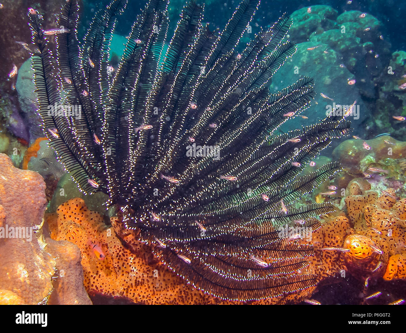 Les Crinoïdes sont des animaux marins qui composent la classe Crinoidea des échinodermes Banque D'Images