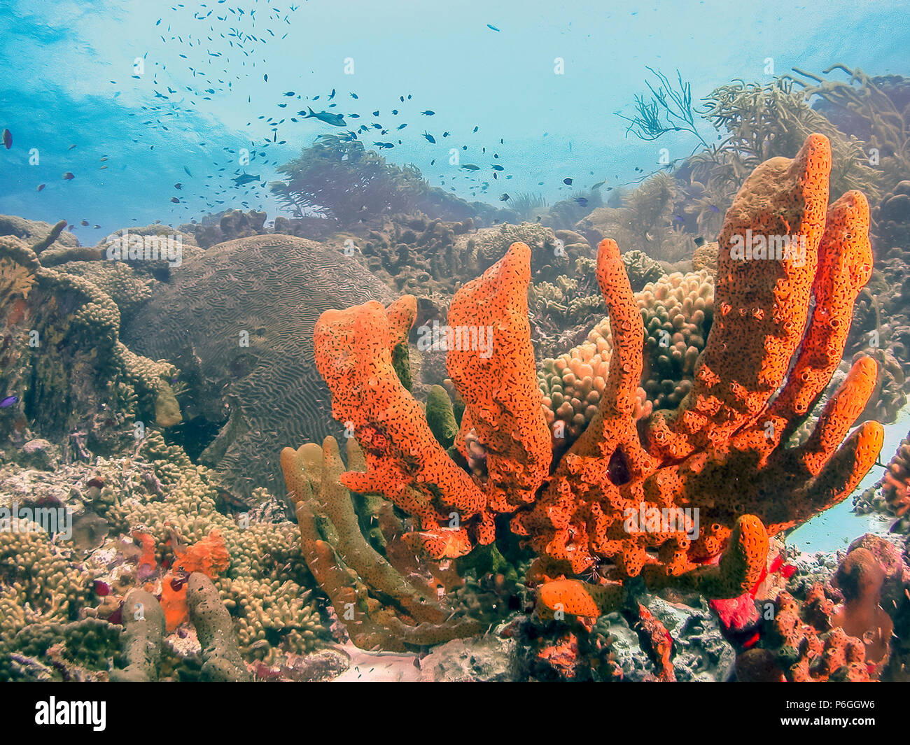 Barrière de corail en mer Carbiiean avec éponge volcan marron Banque D'Images